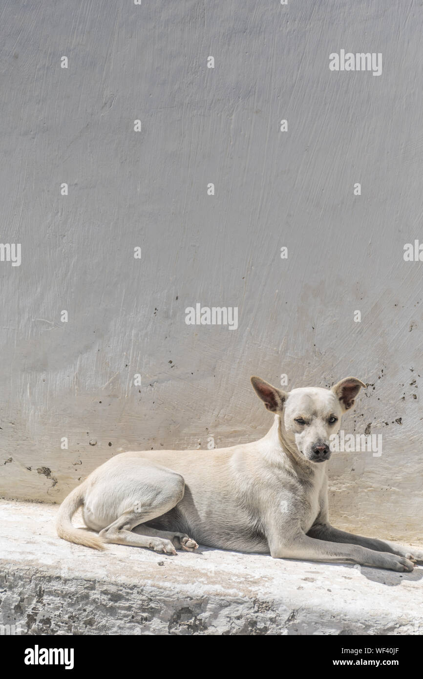 Why Does My Dog Stare At The Wall