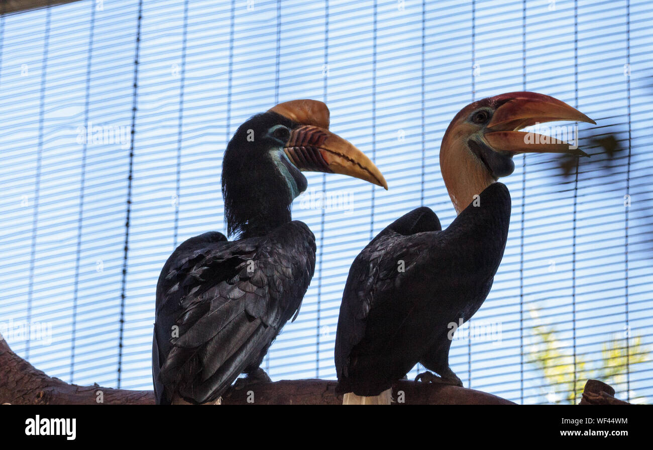 Close-up Of Hornbills Perching On Wood In Cage Stock Photo