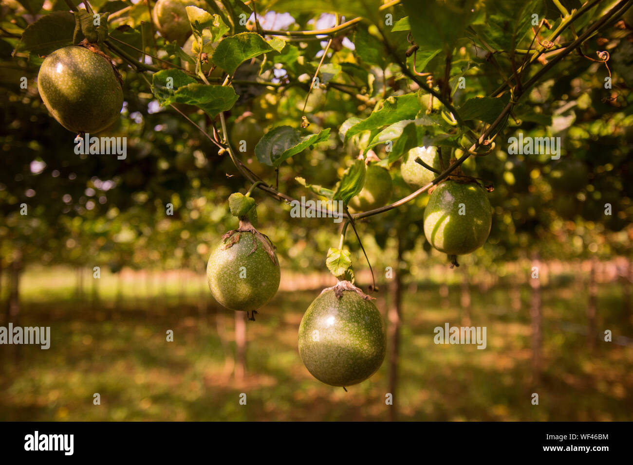 Fruits Growing On Tree Over Field Stock Photo Alamy