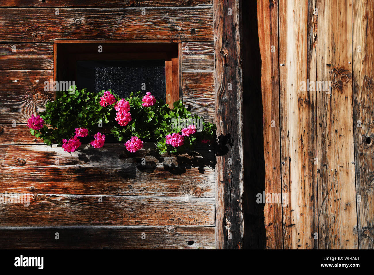 Flowers Blooming On Window Box Of Log Cabin Stock Photo 267471424