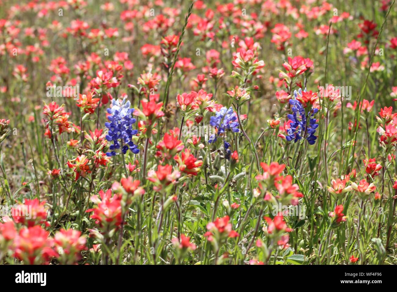 3 surrounded by a field of Indian paintbrush wildflowers in
