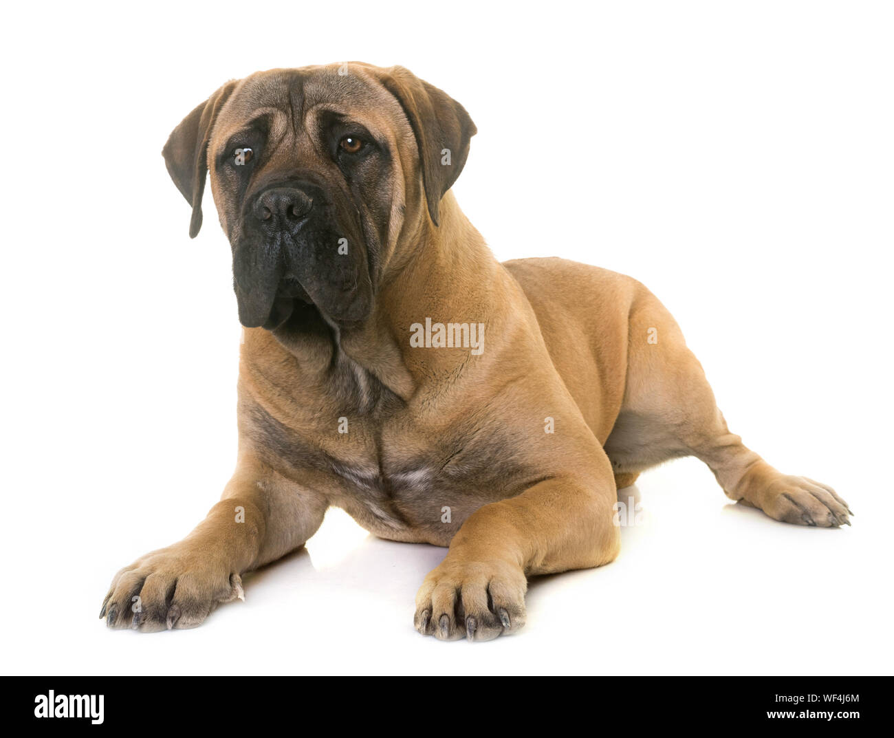 Bull background hi-res stock photography and images - Alamy