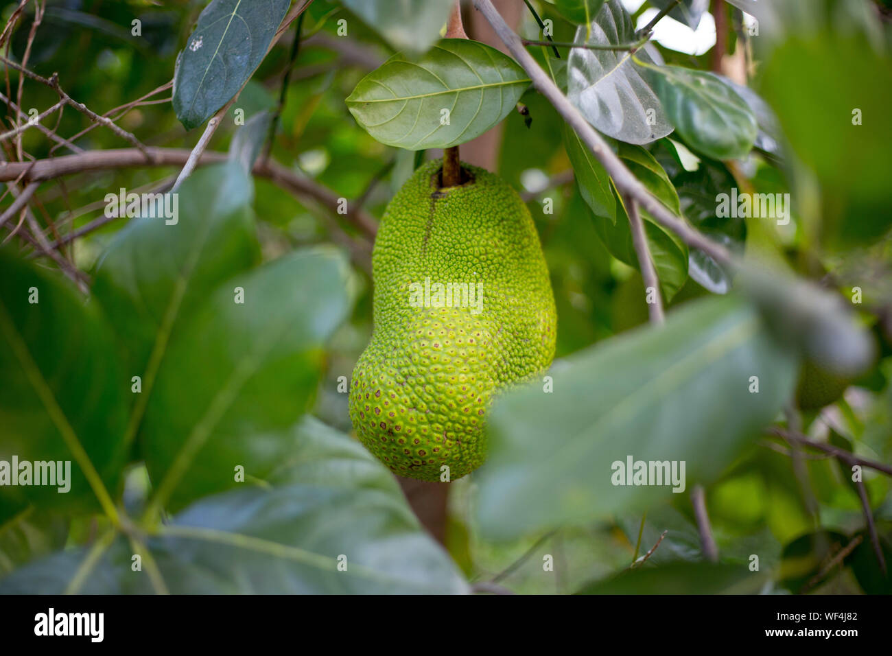 Growing jackfruit hires stock photography and images Alamy