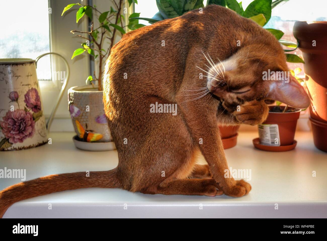 Scratching His Face High Resolution Stock Photography and Images Alamy