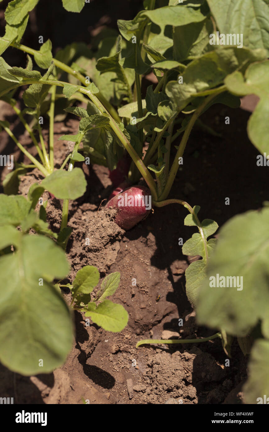 Close-up Of Root Vegetable Growing On Field Stock Photo