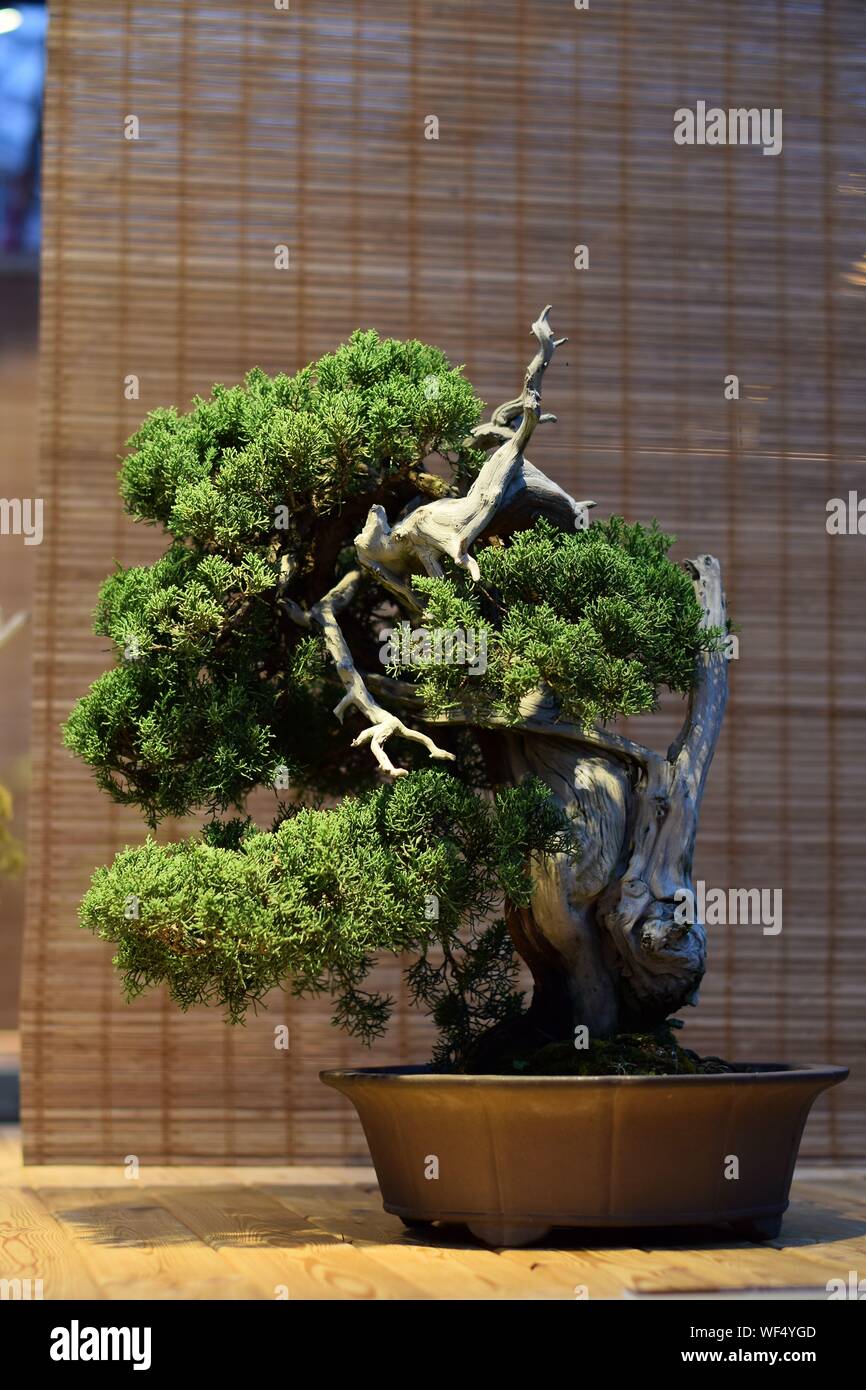 Close-up Of Bonsai Tree At Home Stock Photo