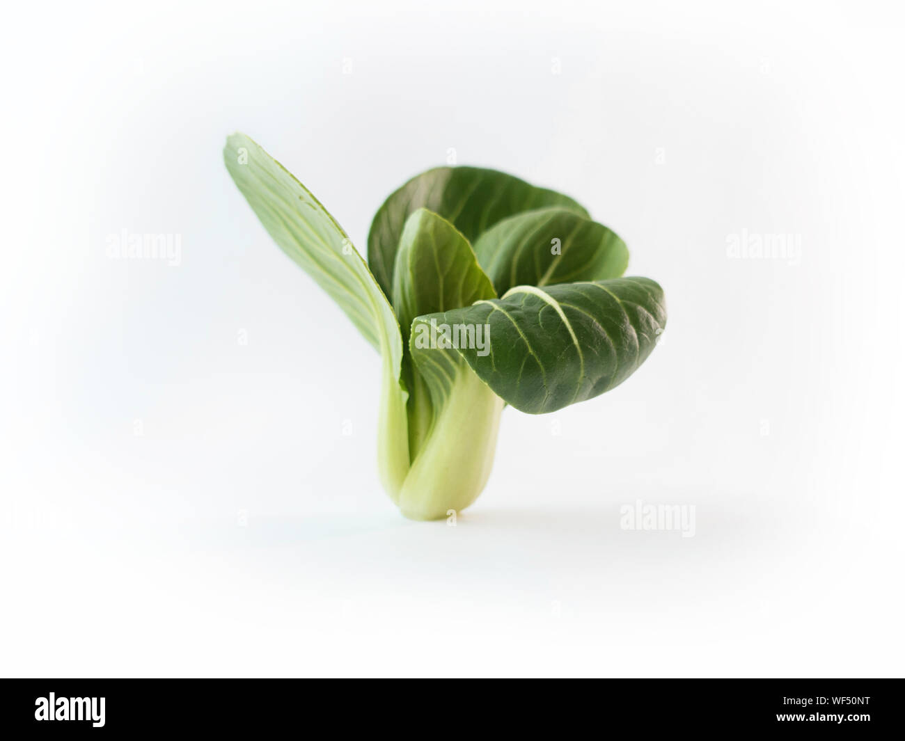Close-up Of Leafy Vegetable Over White Background Stock Photo
