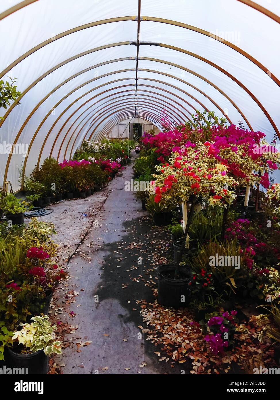 Flower nursery hires stock photography and images Alamy