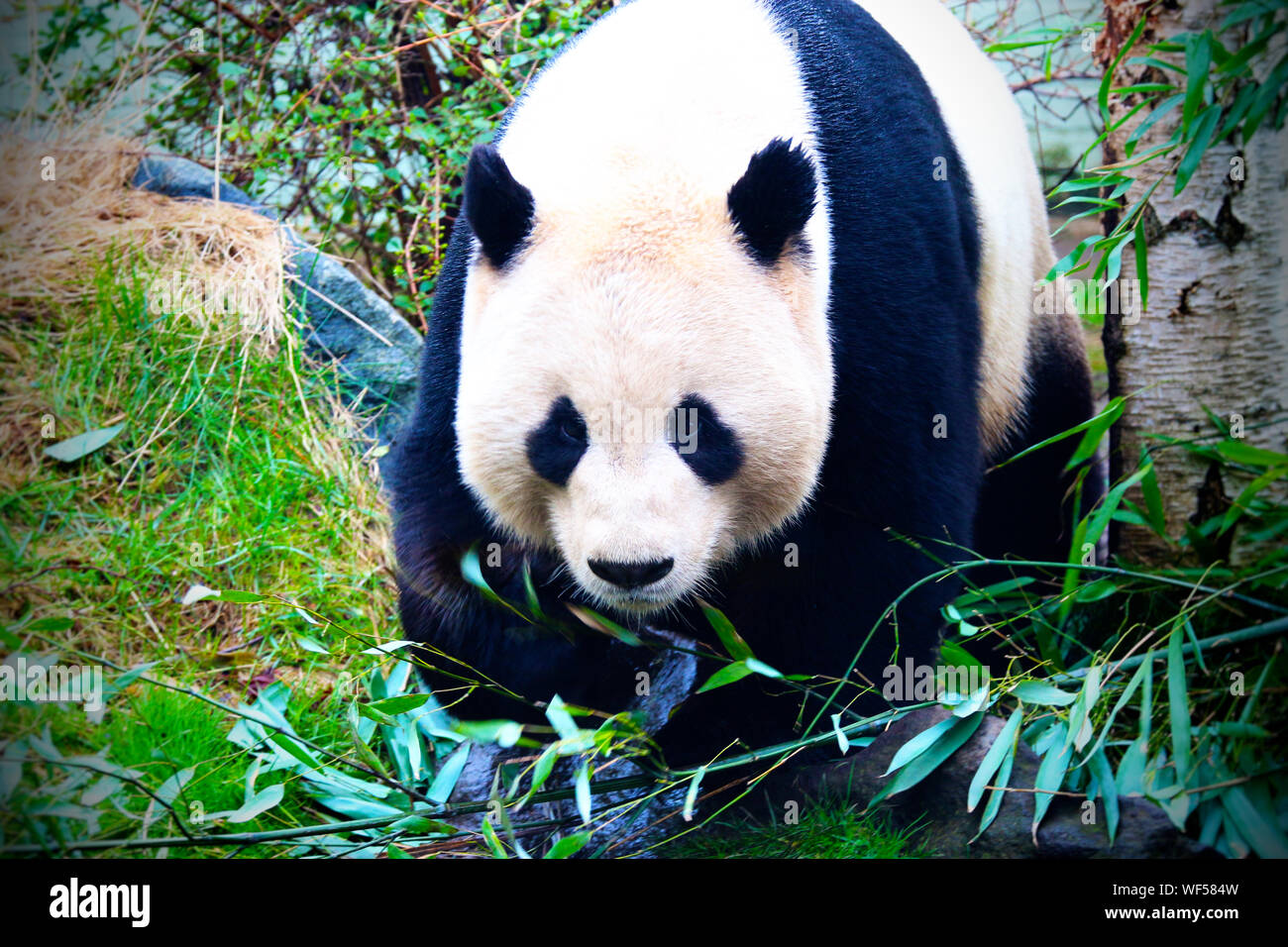 Portrait Of Panda In Natural Environment Stock Photo
