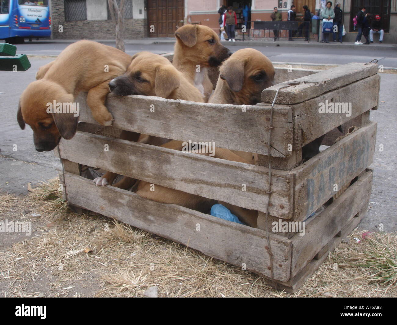 Puppies In A Box Stock Photo - Alamy