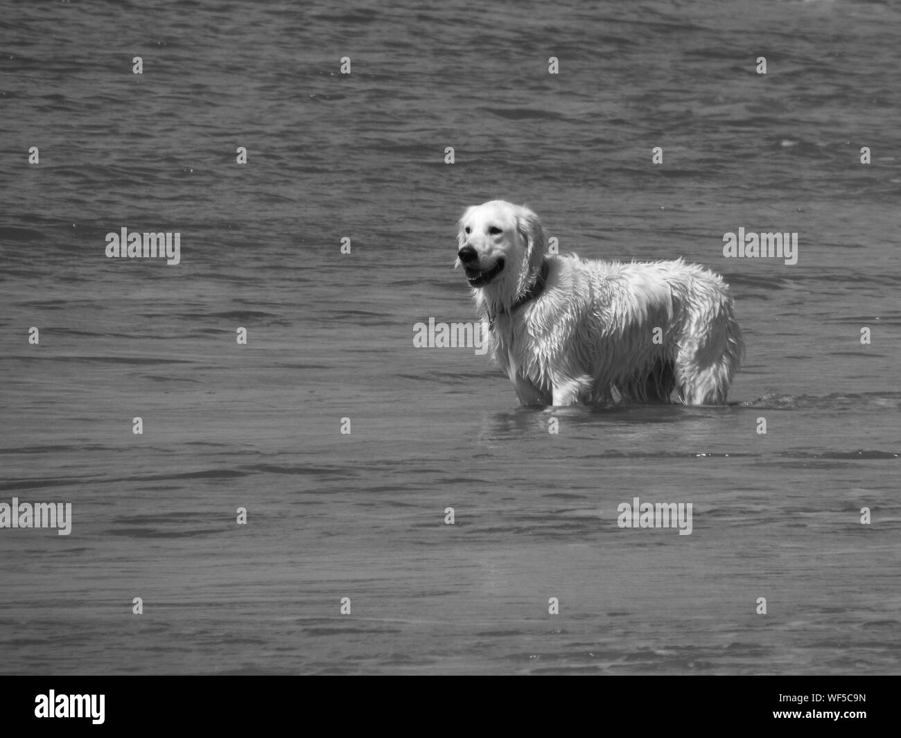 Golden retriever in sea hires stock photography and images Alamy
