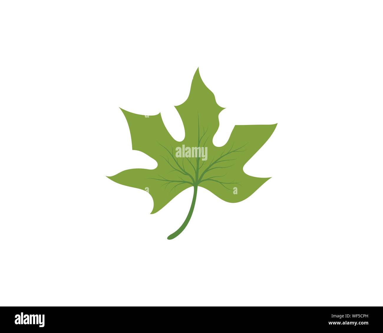 Maple Design Vector Red autumn leaves foliage of japanese maple Stock Vector Images - Alamy