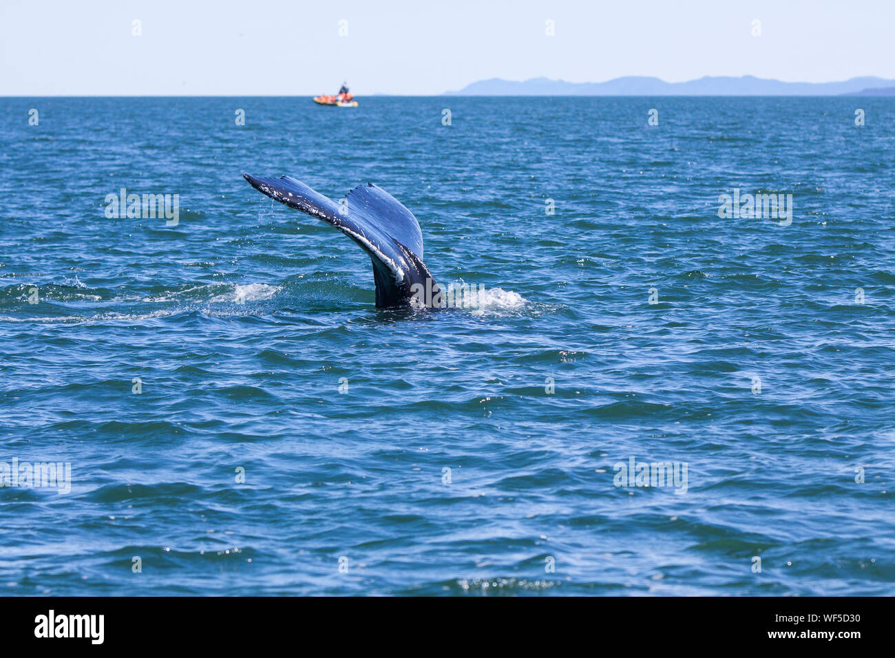 Whale watching on Saint Lawrence, Tadoussac, Quebec, Canada Stock Photo