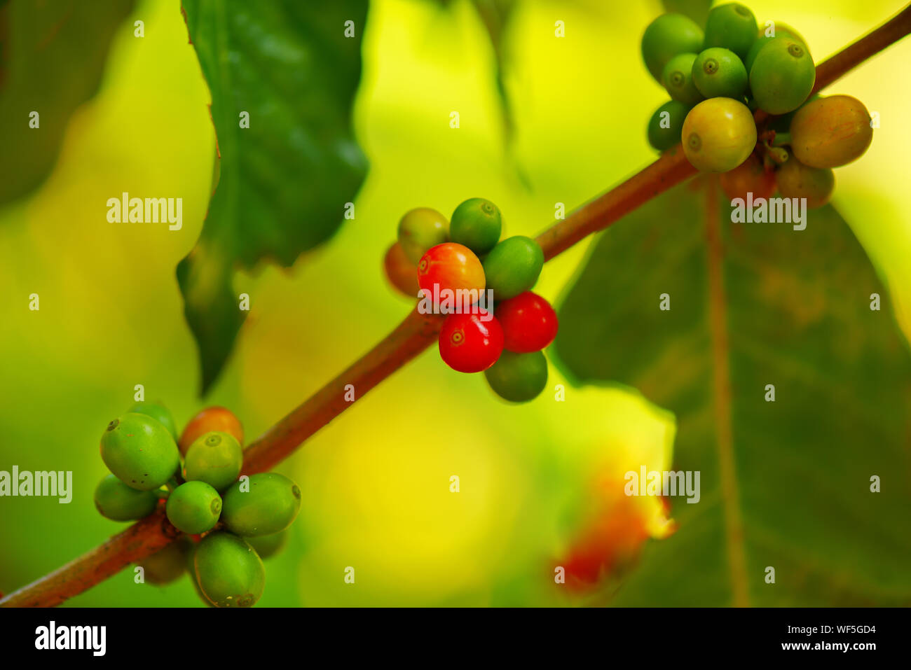 Coffee tree in the farm Stock Photo Alamy