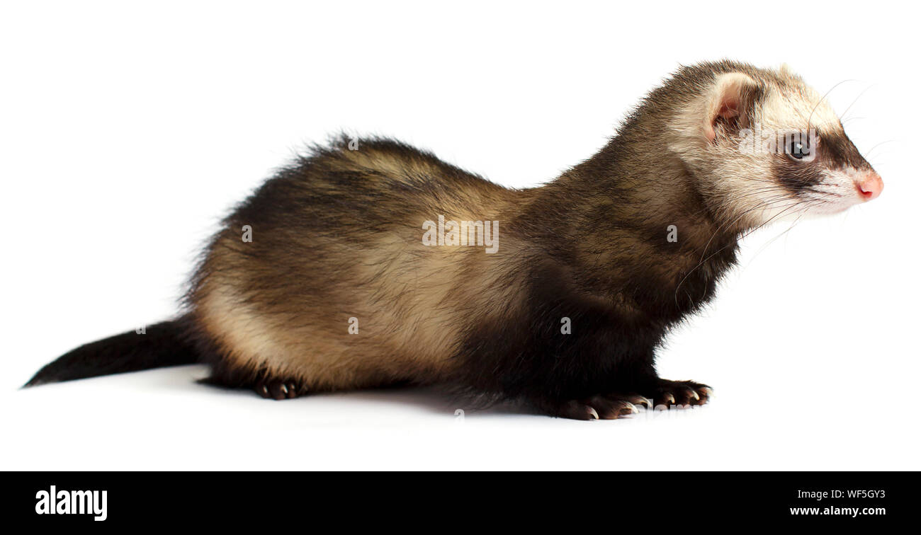 Ferret isolated on a white background Stock Photo Alamy