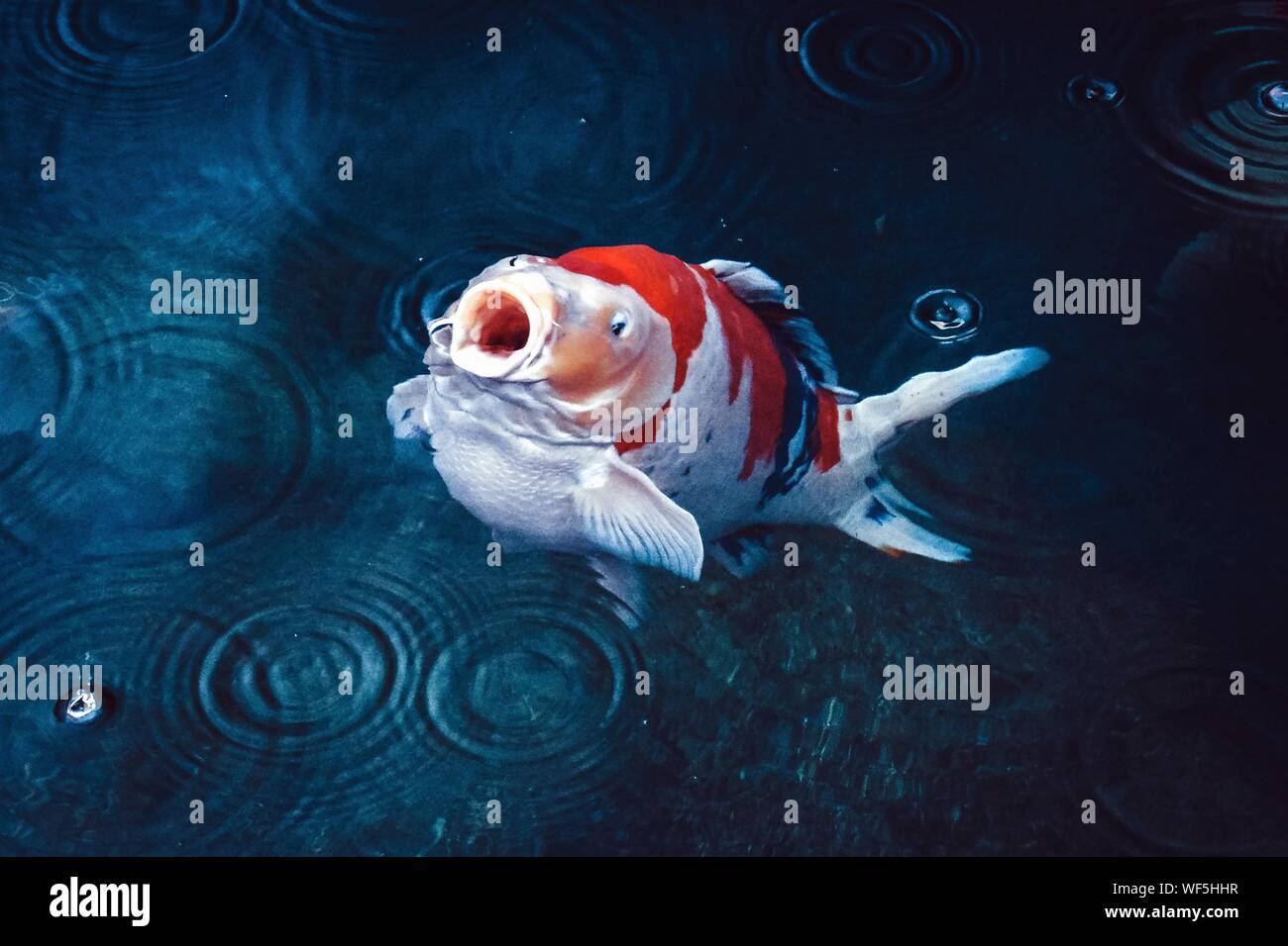 Red And White Koi Carp Fish Underwater Stock Photo