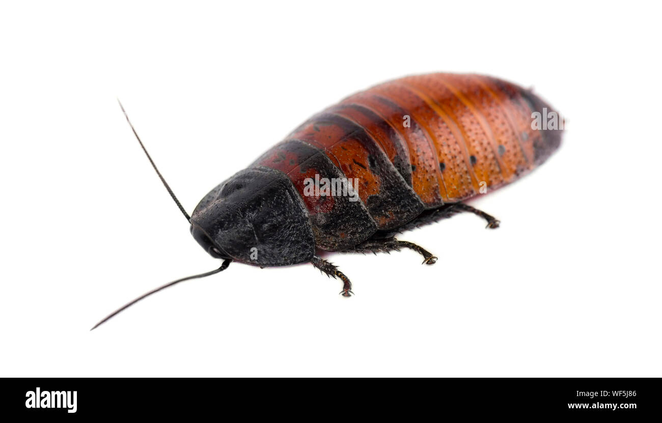 Madagascar hissing cockroach isolated. Gromphadorhina portentosa Stock Photo