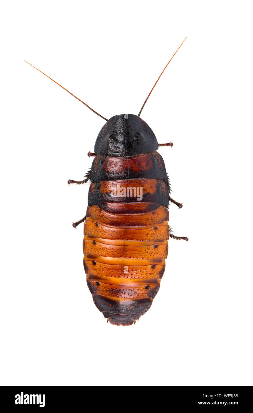 Madagascar hissing cockroach isolated. Gromphadorhina portentosa Stock Photo