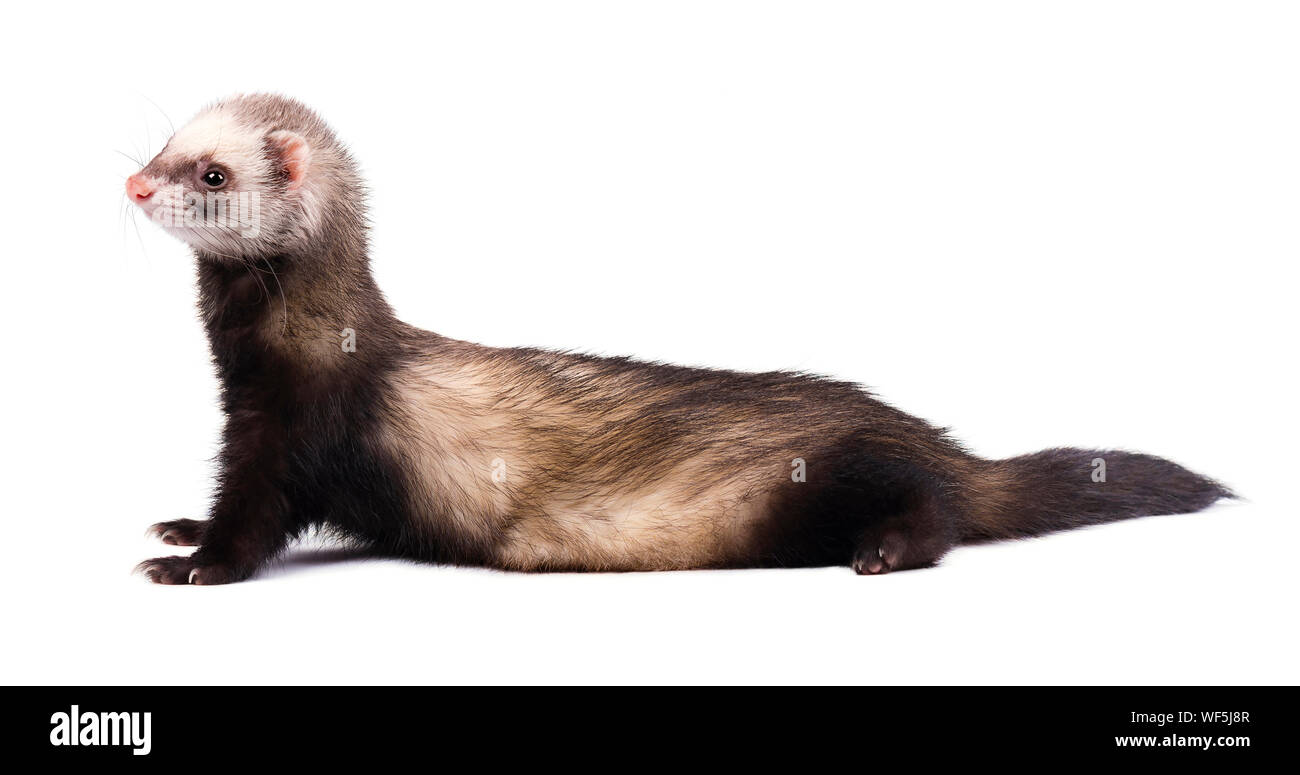 Cute grey ferret in full growth lies isolated Stock Photo