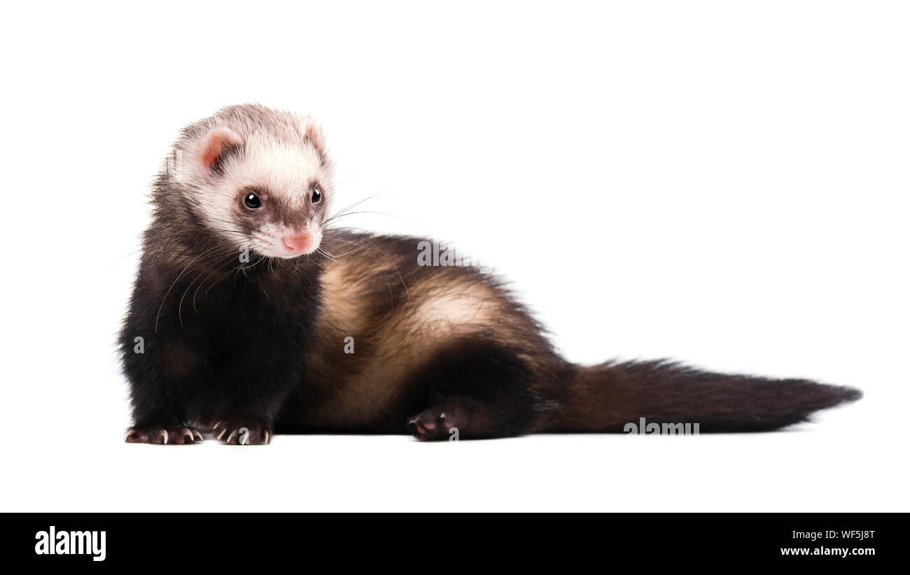 Cute grey ferret in full growth lies isolated Stock Photo