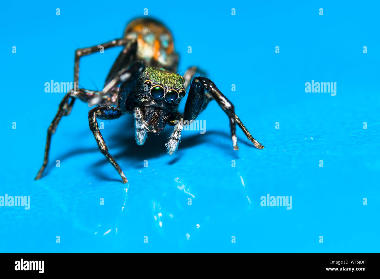 Blue jumping spider hi-res stock photography and images - Alamy