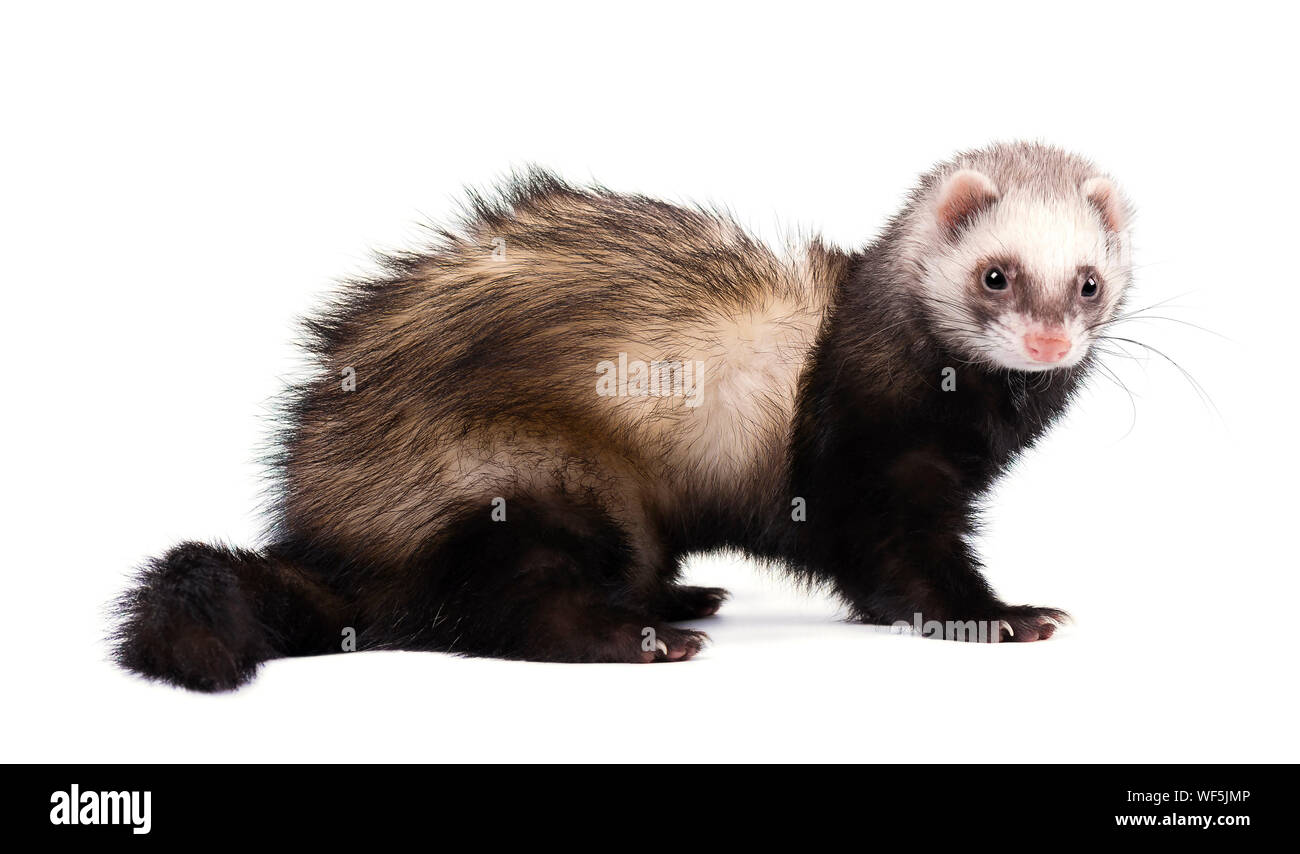 Ferret in full growth lies, isolated on white background Stock Photo