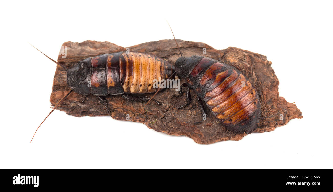 Cockroaches on tree bark hires stock photography and images Alamy