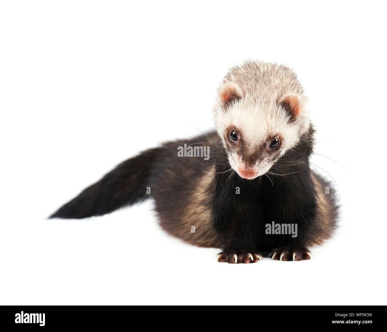 Grey ferret in full growth, isolated on white background Stock Photo Alamy