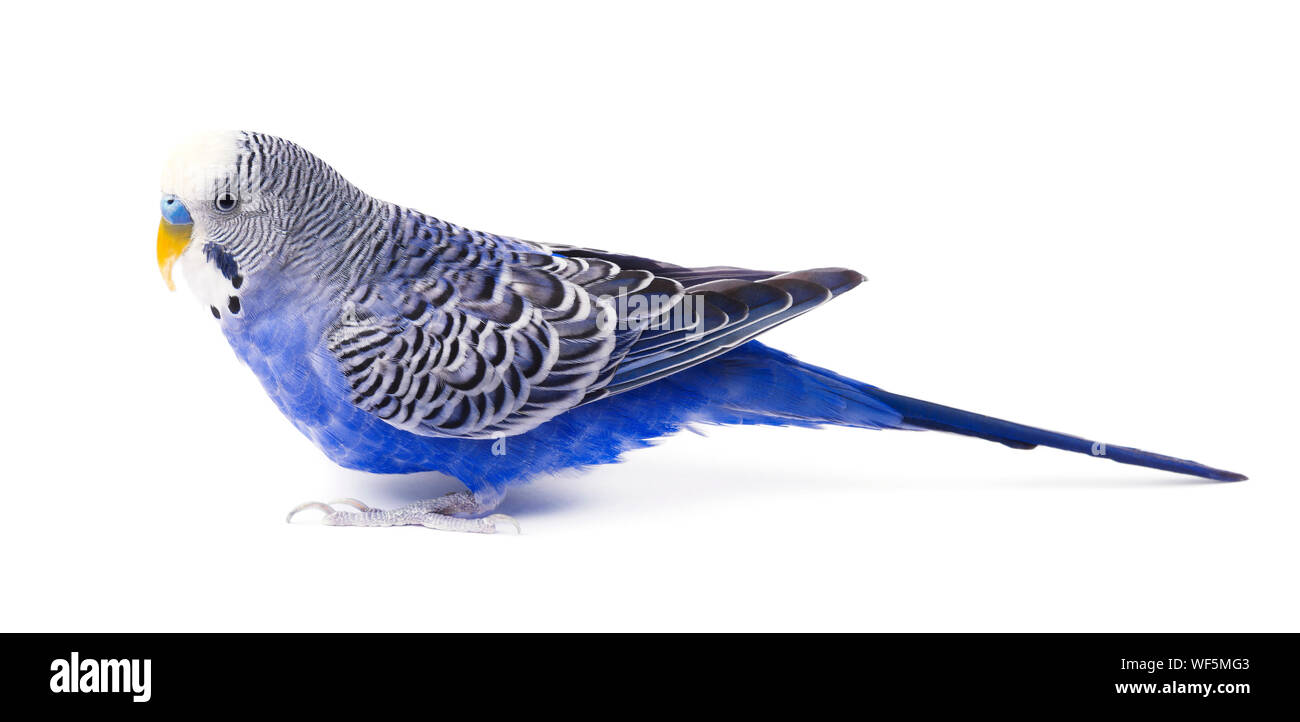 Budgerigar blue hotsell