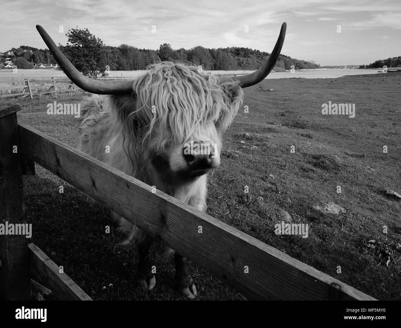 Pen cattle hires stock photography and images Alamy