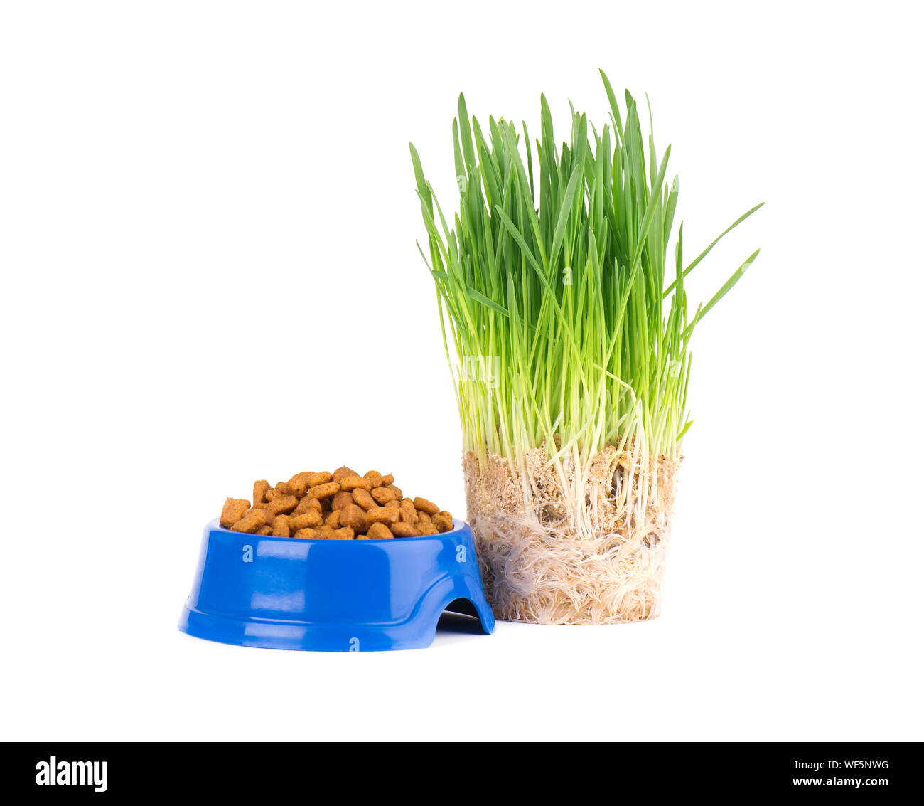Dry cat food in a blue bowl. Fresh grass for cats. Isolated on white background Stock Photo