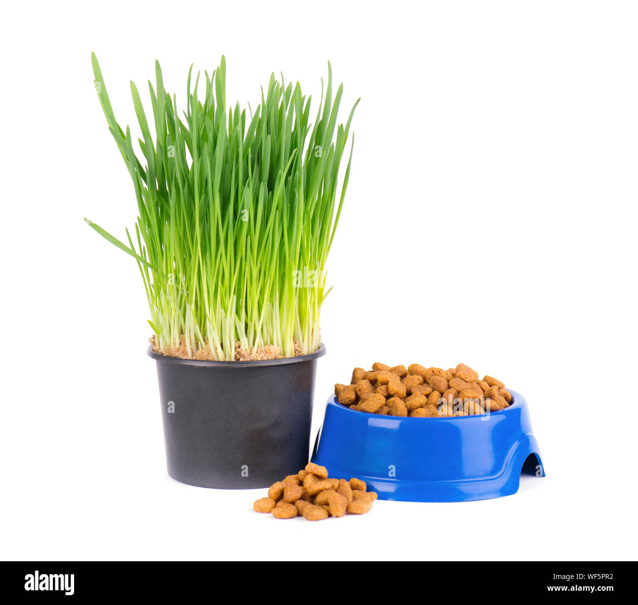 Dry cat food in a blue bowl. Fresh grass for cats. Isolated on white background Stock Photo