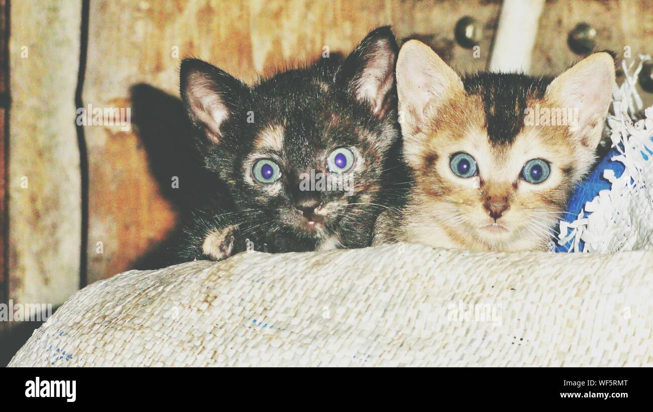 Portrait Of Two Kittens Stock Photo