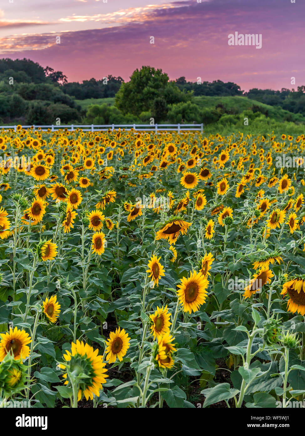 Sun flower field in Dorothea Dix park in Raleigh, NC Stock Photo Alamy