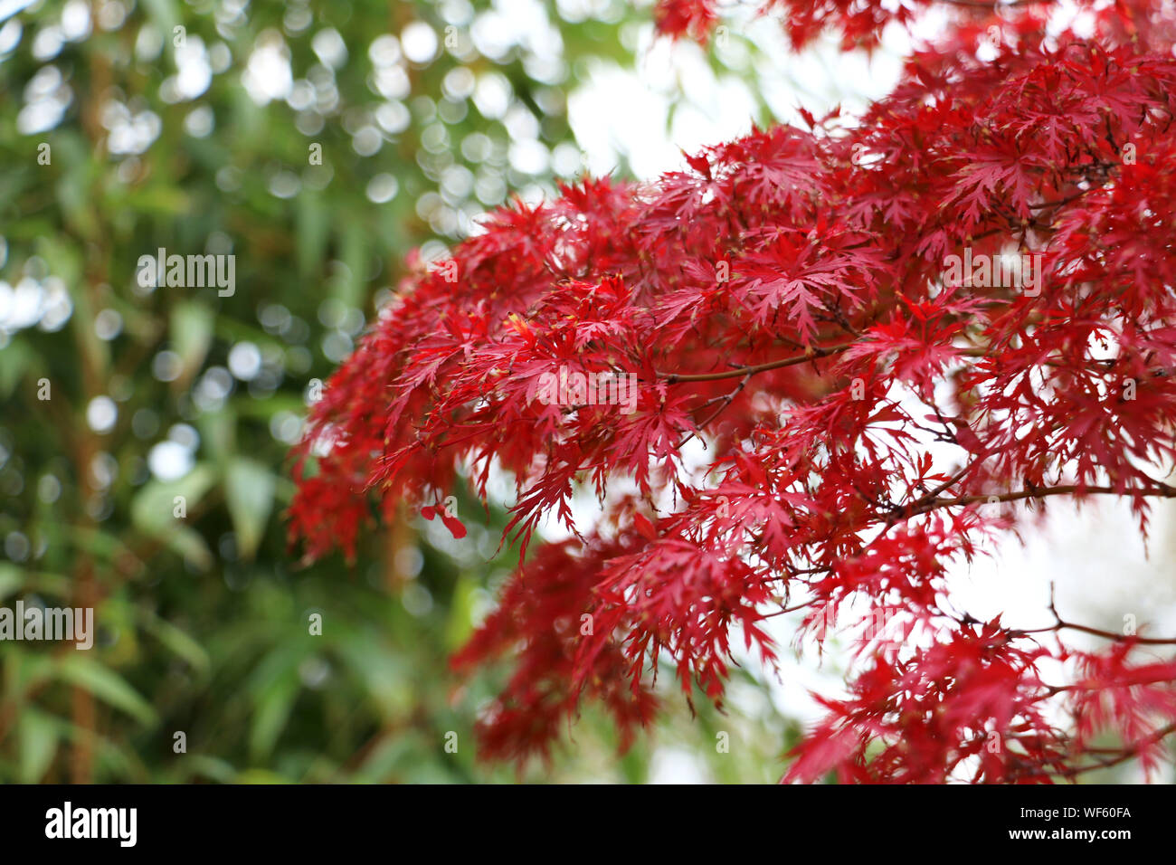 View of maple tree hi-res stock photography and images - Alamy