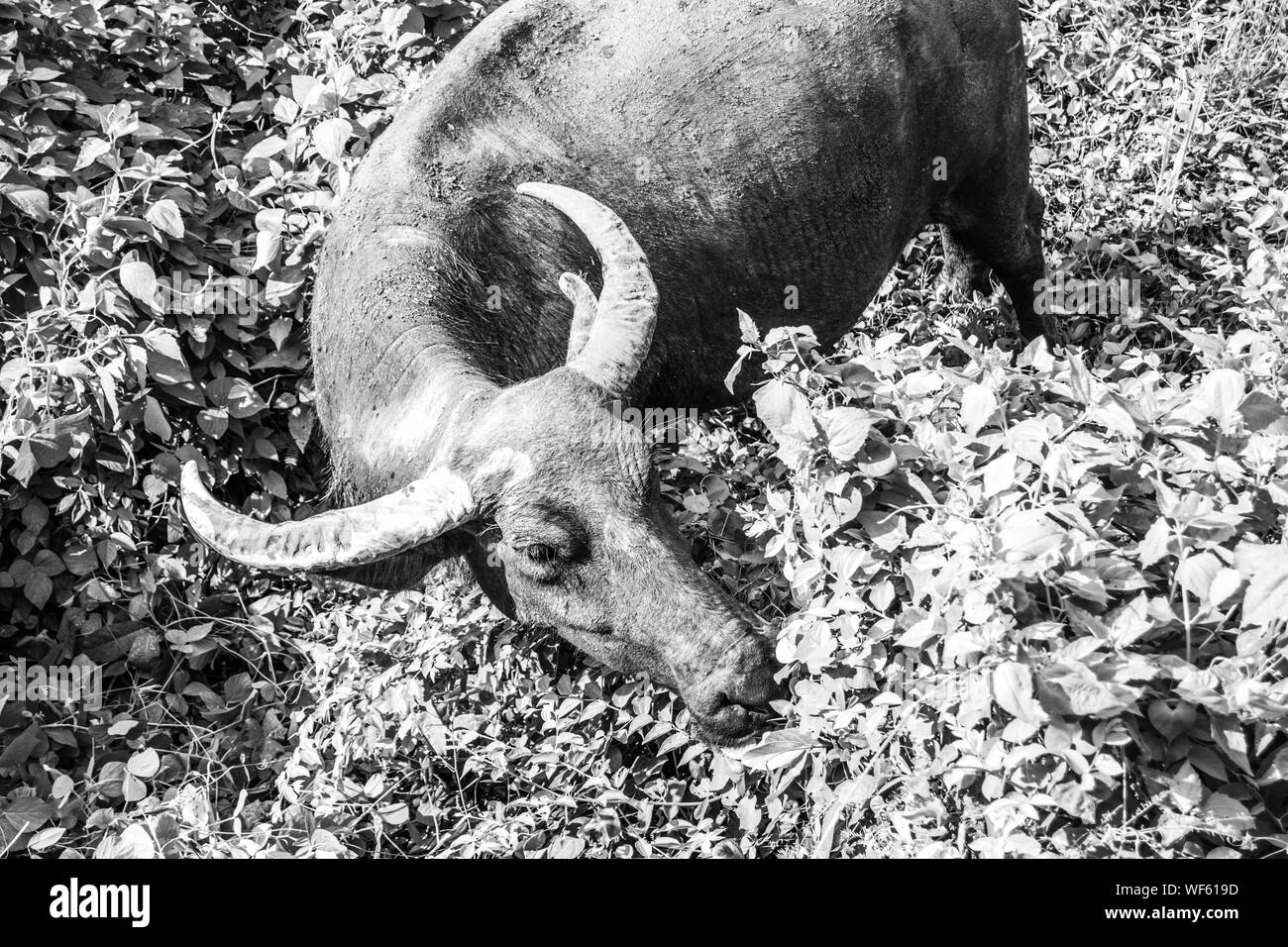 Horned Animal Black And White Stock Photos Images Alamy