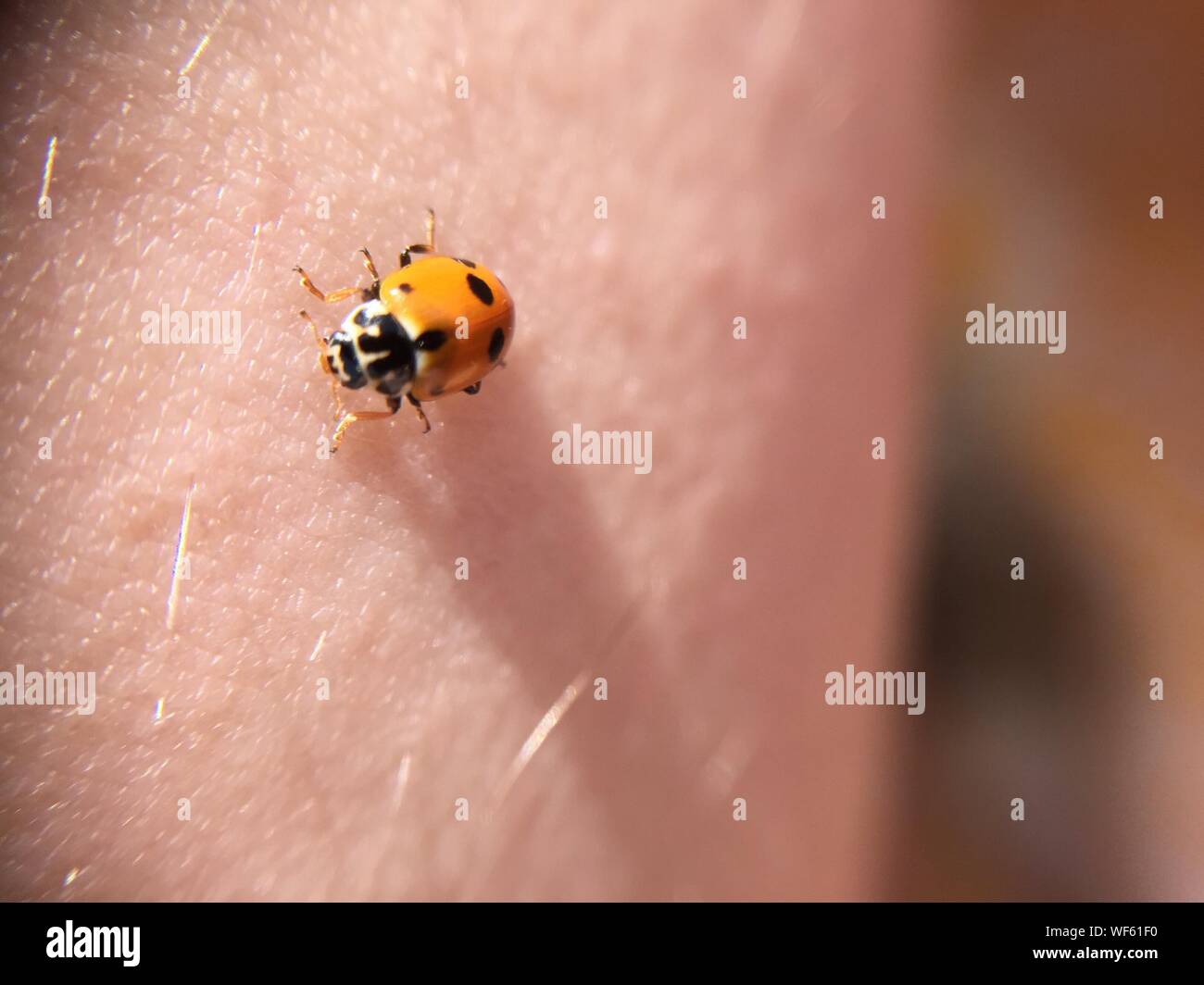 Skin beetle hi-res stock photography and images - Alamy