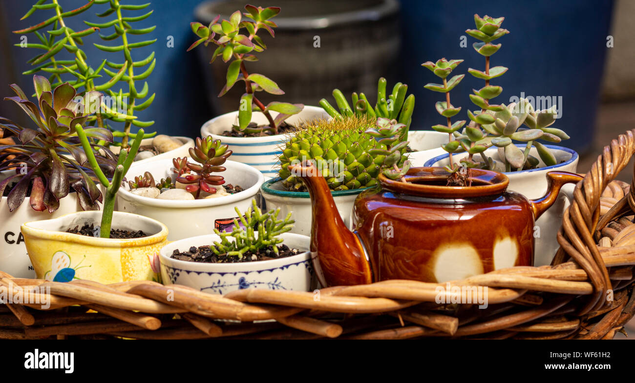 Close Up View Of Succulents Potted In Old Cups Jug And Tea Pot On Wicker Tray In Garden Alternative To Plastic Pots Recycle Upcycle And Reuse Stock Photo Alamy
