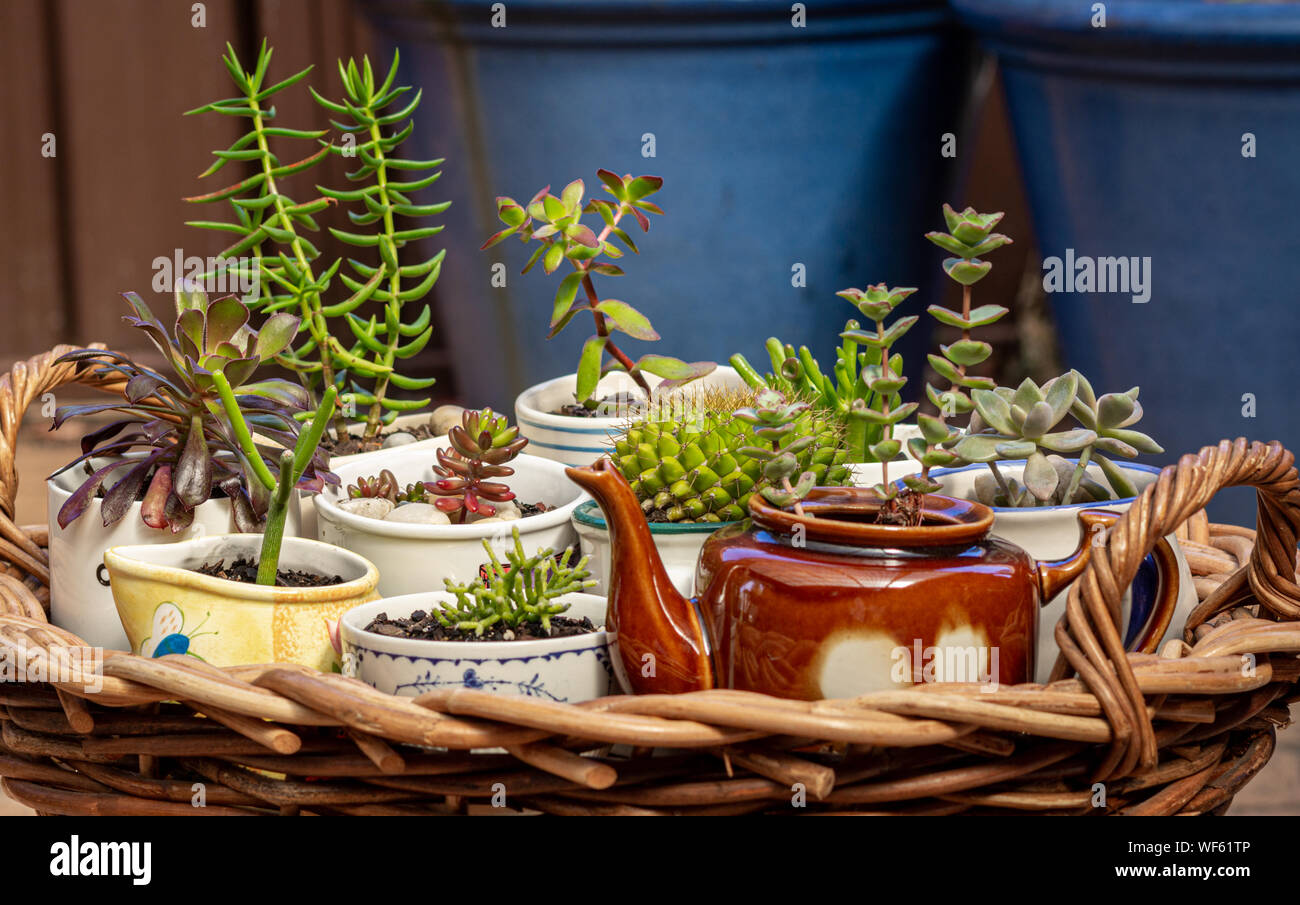 close up view of succulents potted in old cups, jug and tea pot on