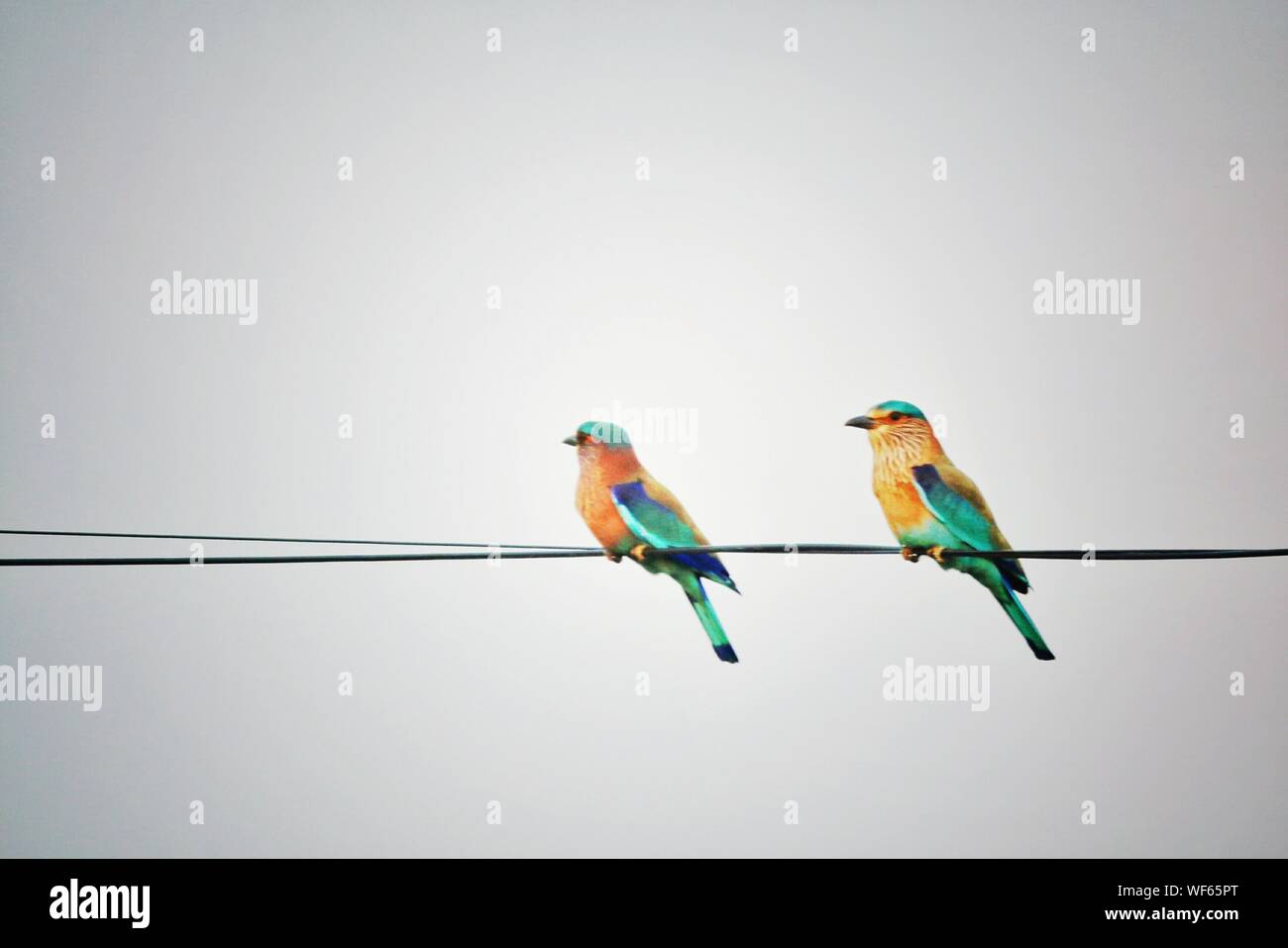 Colorful Birds Perching On Cable Against Clear Sky Stock Photo