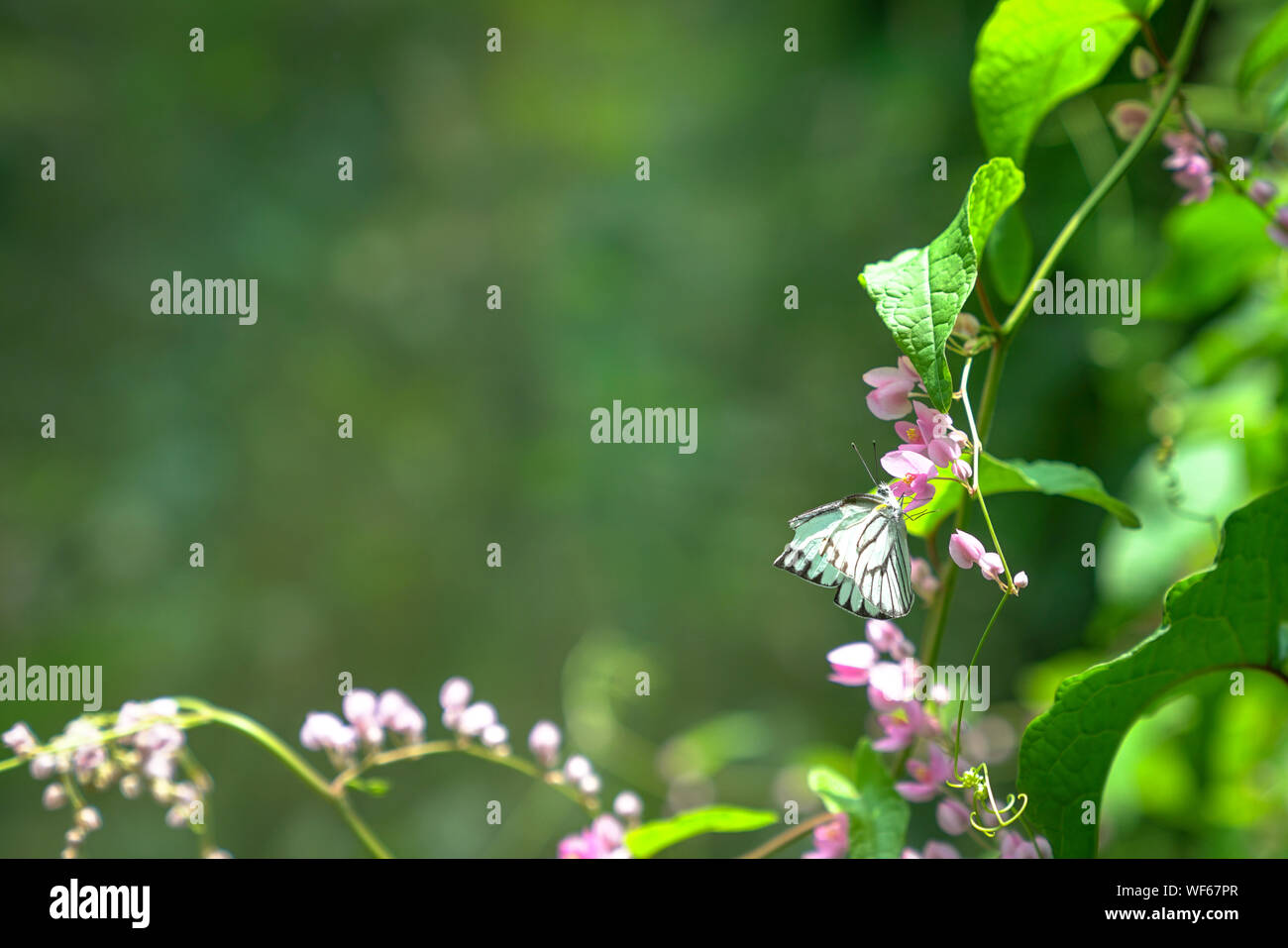 Butterfly garden, with butterflies, pink flowers and lush