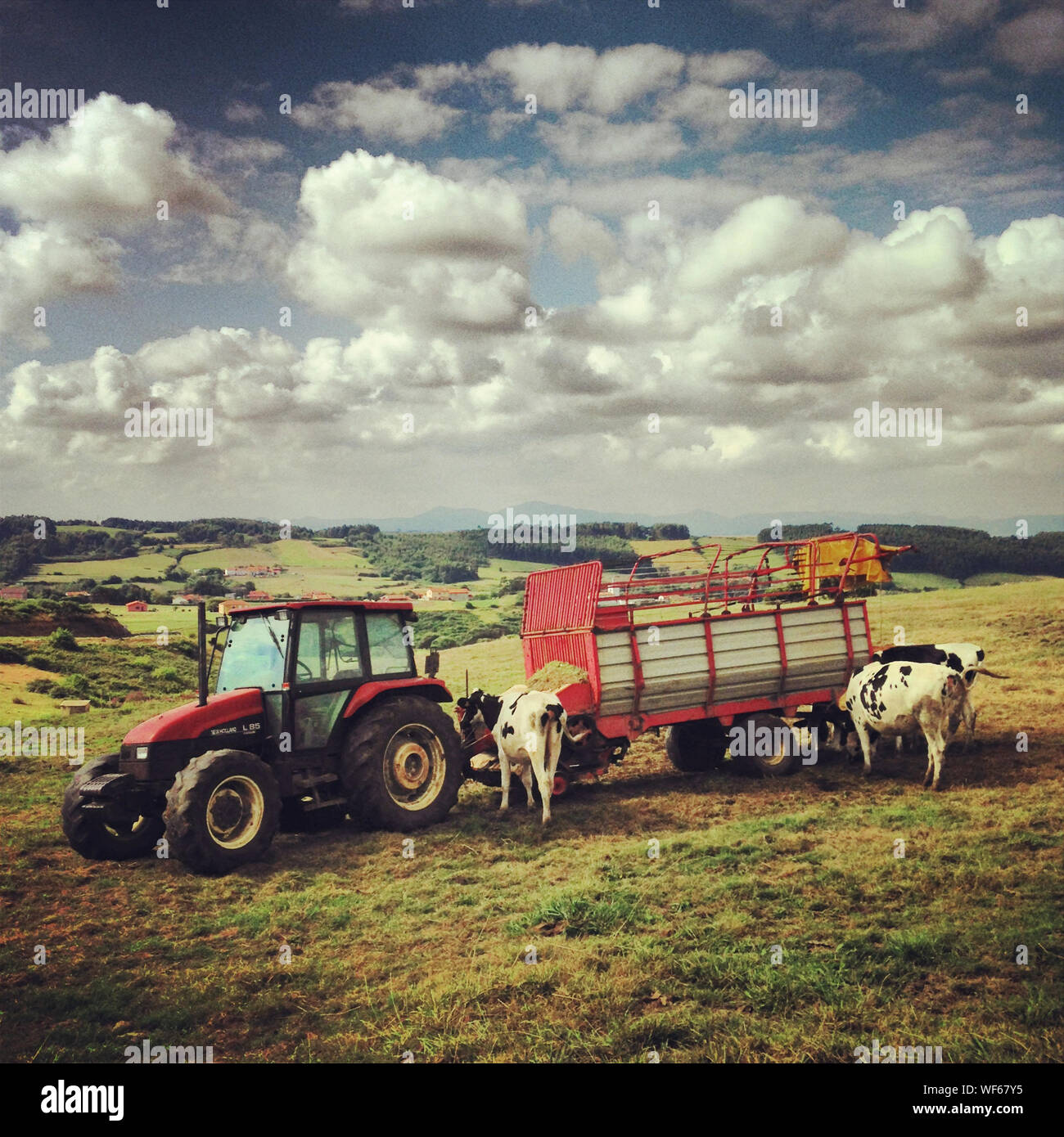 Tractor cows hires stock photography and images Alamy