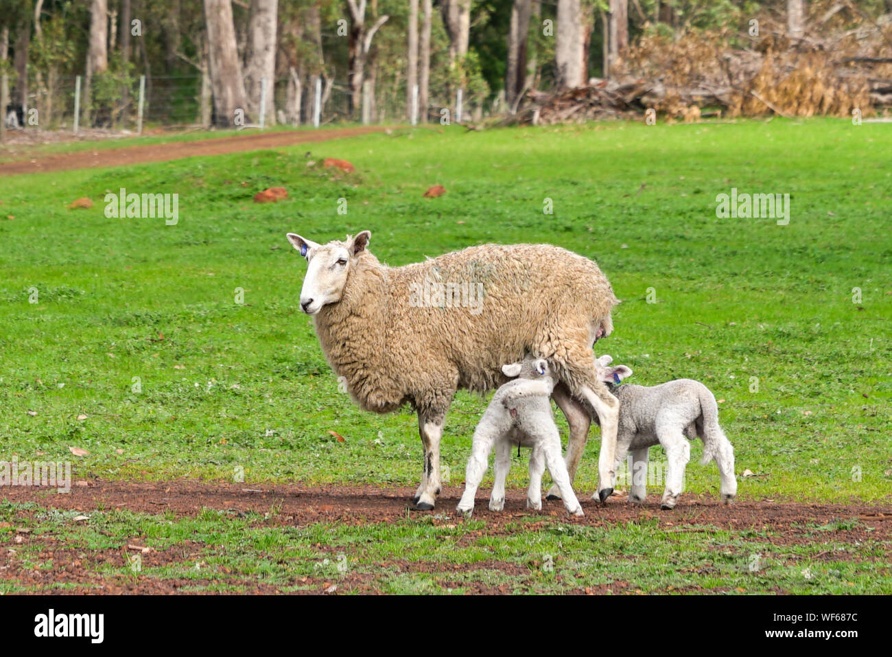 Baby lambs suckling milk from mother sheep on a green farmland Stock