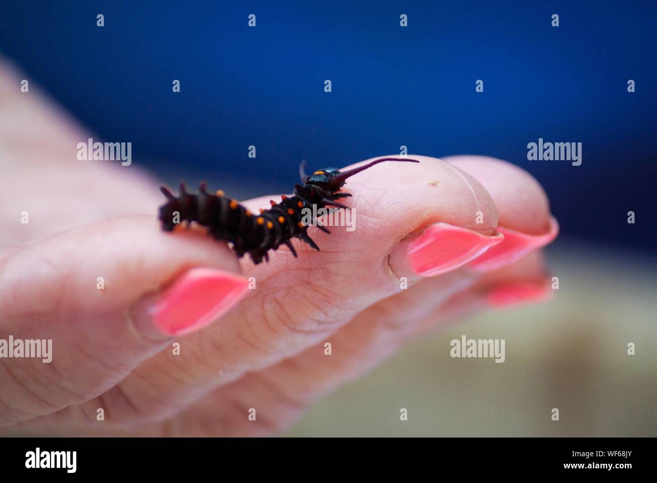 Caterpillar on hand hi-res stock photography and images - Alamy