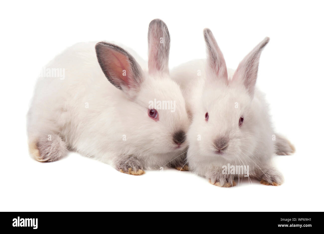 White Rabbit Facing Rabbit face studio hi-res stock photography and images - Alamy