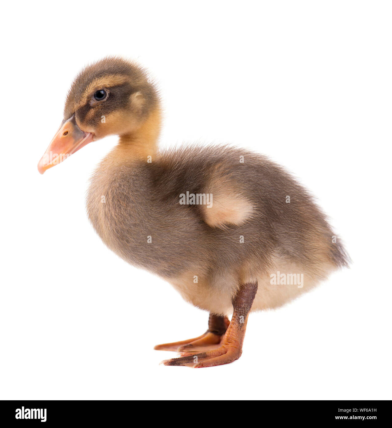 Cute little newborn duckling, isolated on a white background. Portrait of newly hatched duck on a chicken farm. Stock Photo