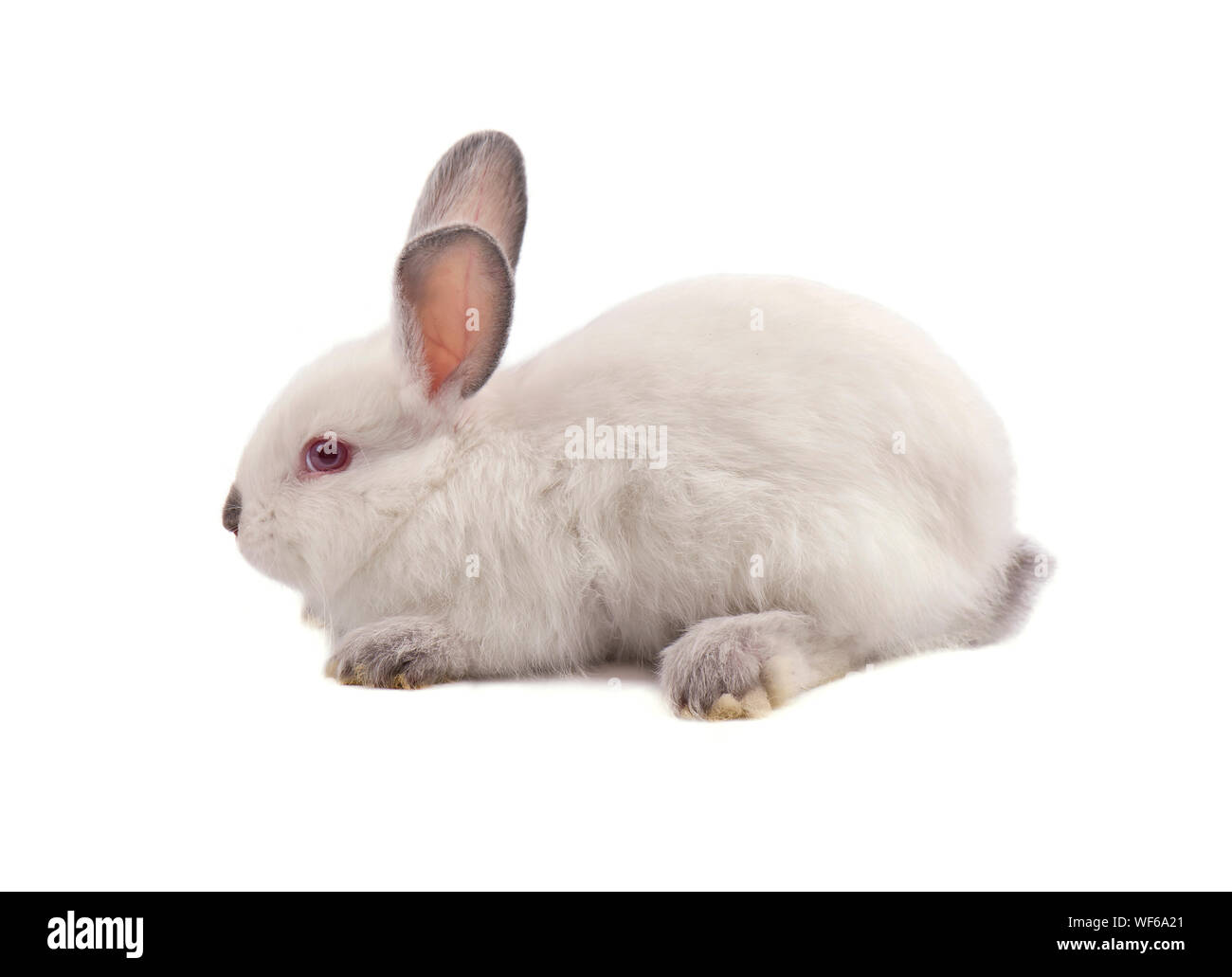 Small Rabbit White Background White small rabbit isolated on a white background Stock Photo - Alamy