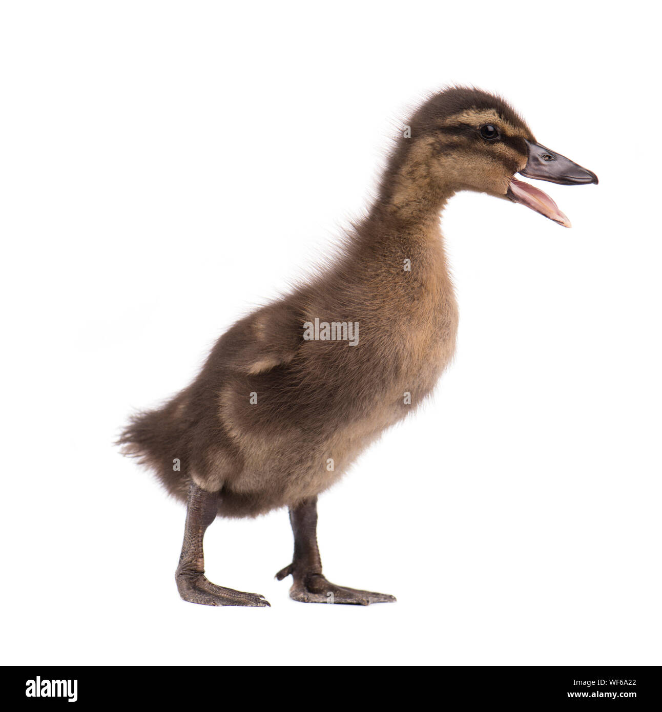 Cute little newborn duckling, isolated on a white background. Portrait of newly hatched duck on a chicken farm. Stock Photo