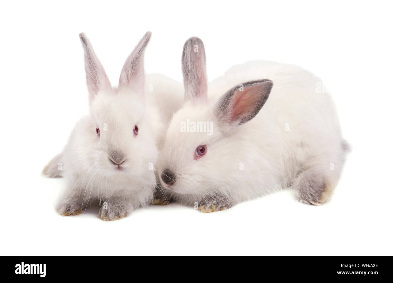 Two white small rabbits isolated on white background Stock Photo - Alamy