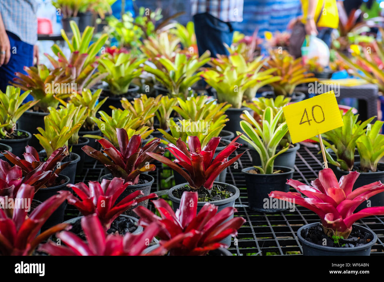Potted plants communication hires stock photography and images Alamy